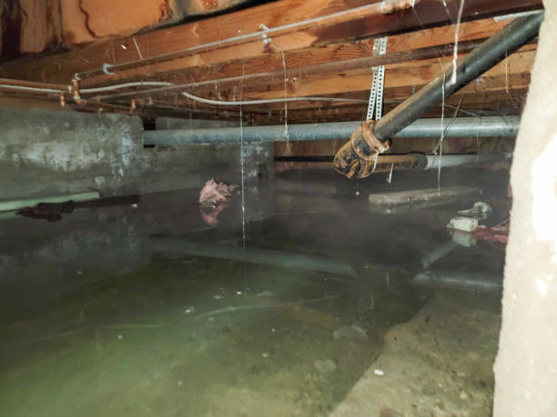 Best Professional water damage repair  in Winchester, NV
